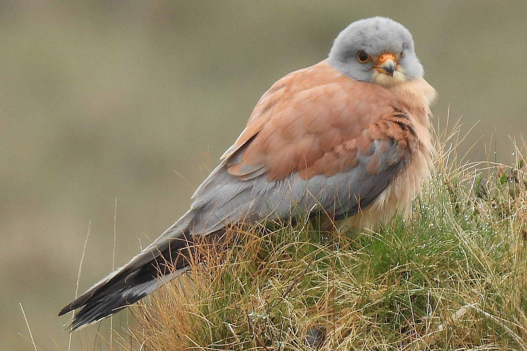 Lesser Kestrel