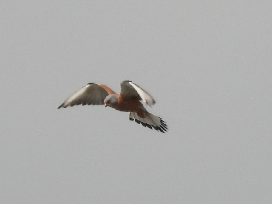 Lesser Kestrel