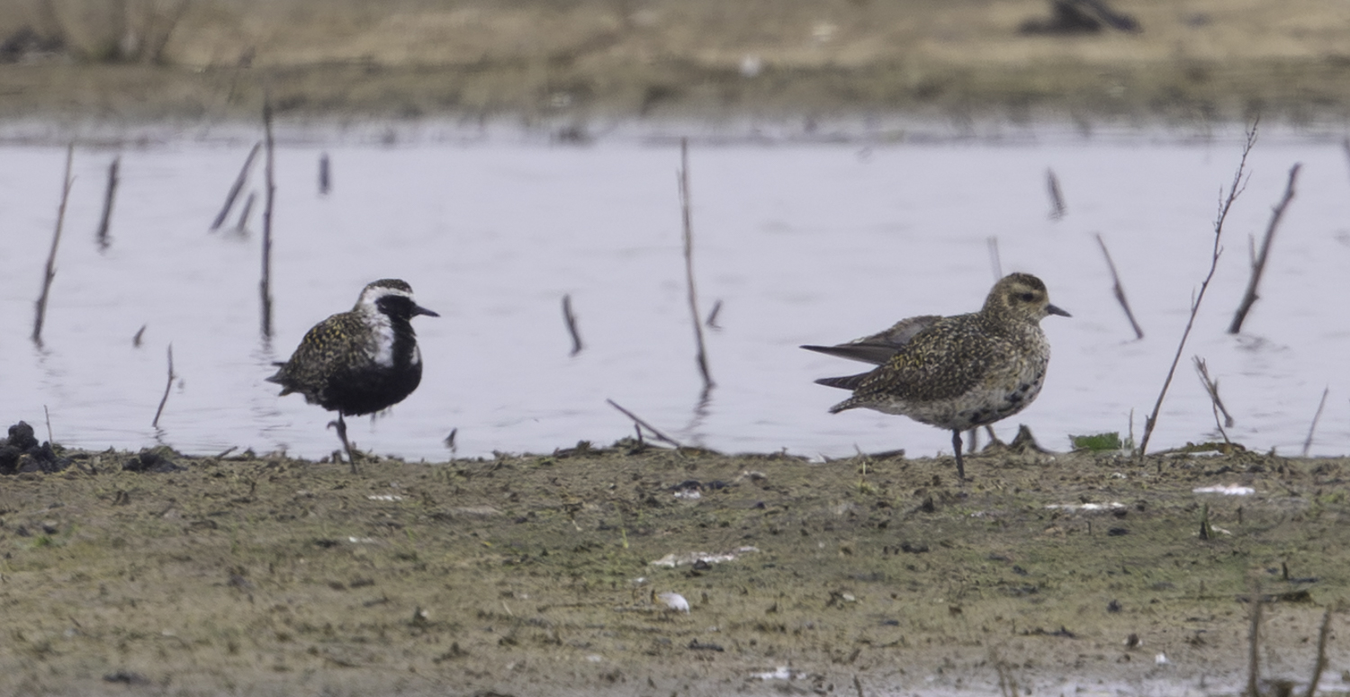 American Golden Plover