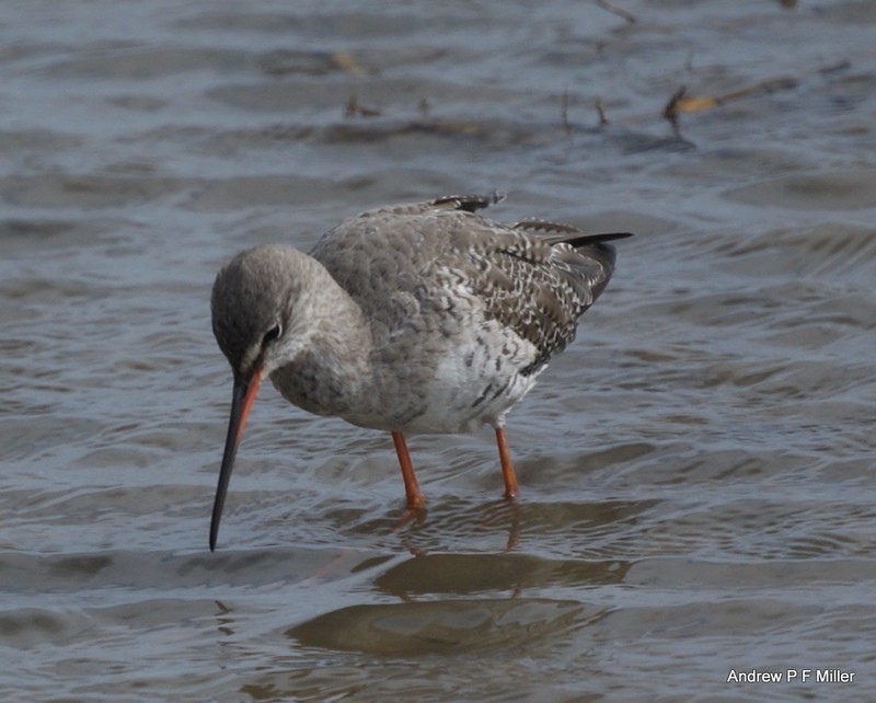 Spotted Redshank