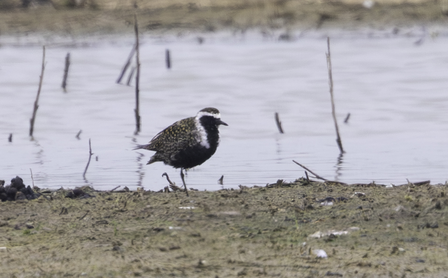 American Golden Plover