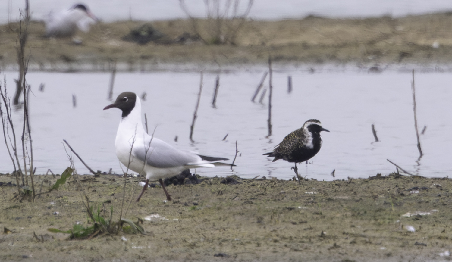 American Golden Plover