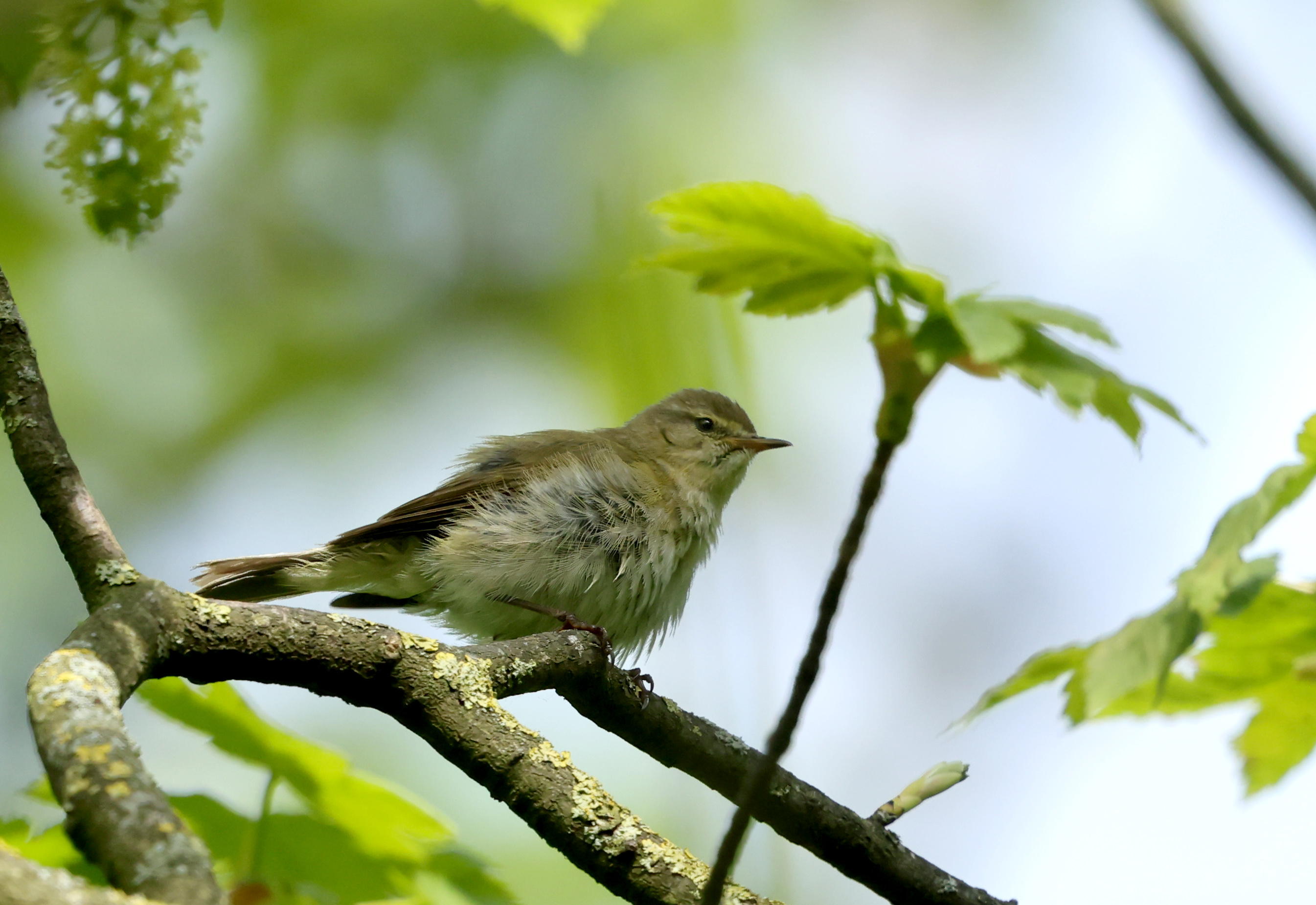 Iberian Chiffchaff