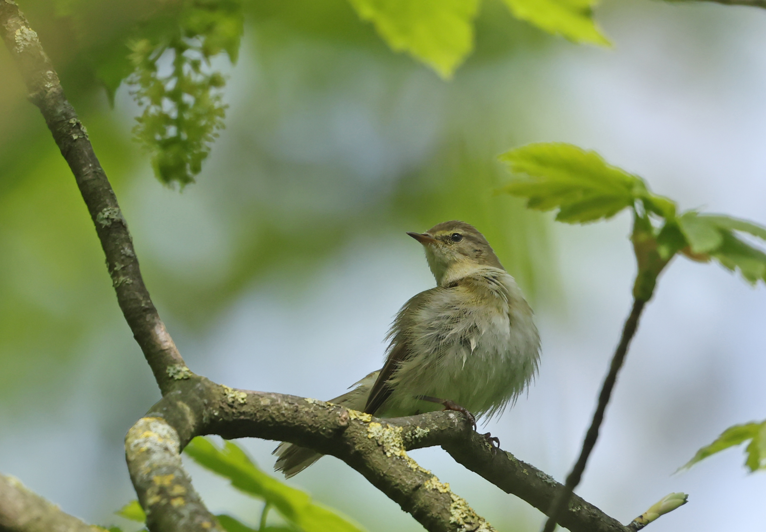 Iberian Chiffchaff