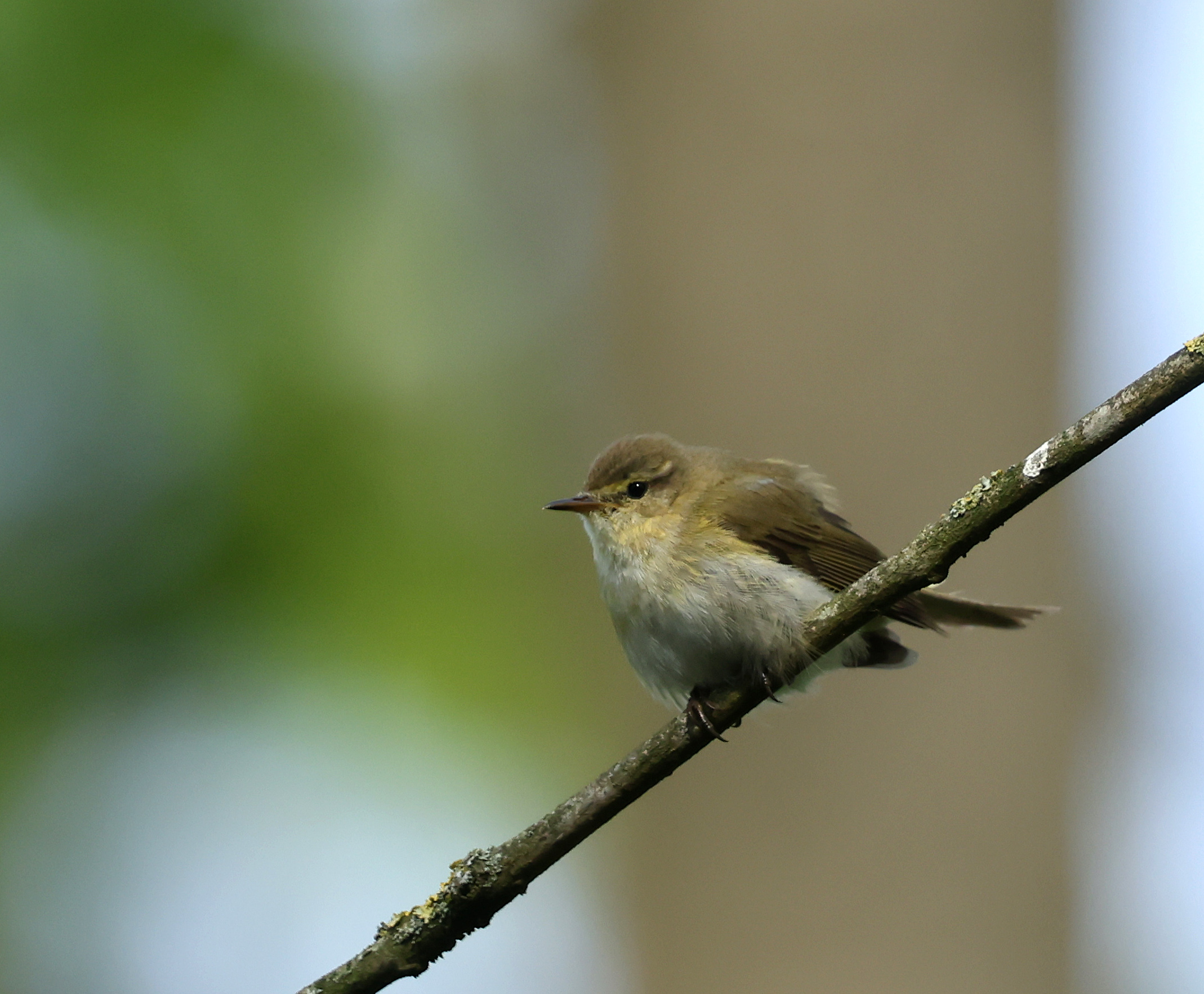 Iberian Chiffchaff