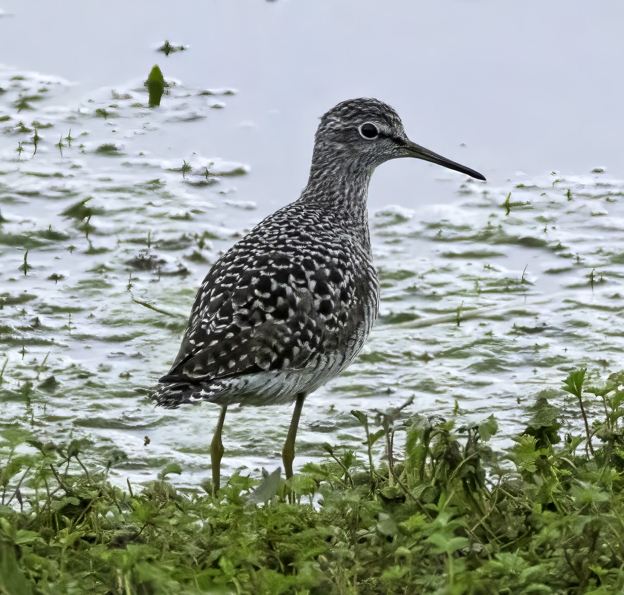 Wood Sandpiper