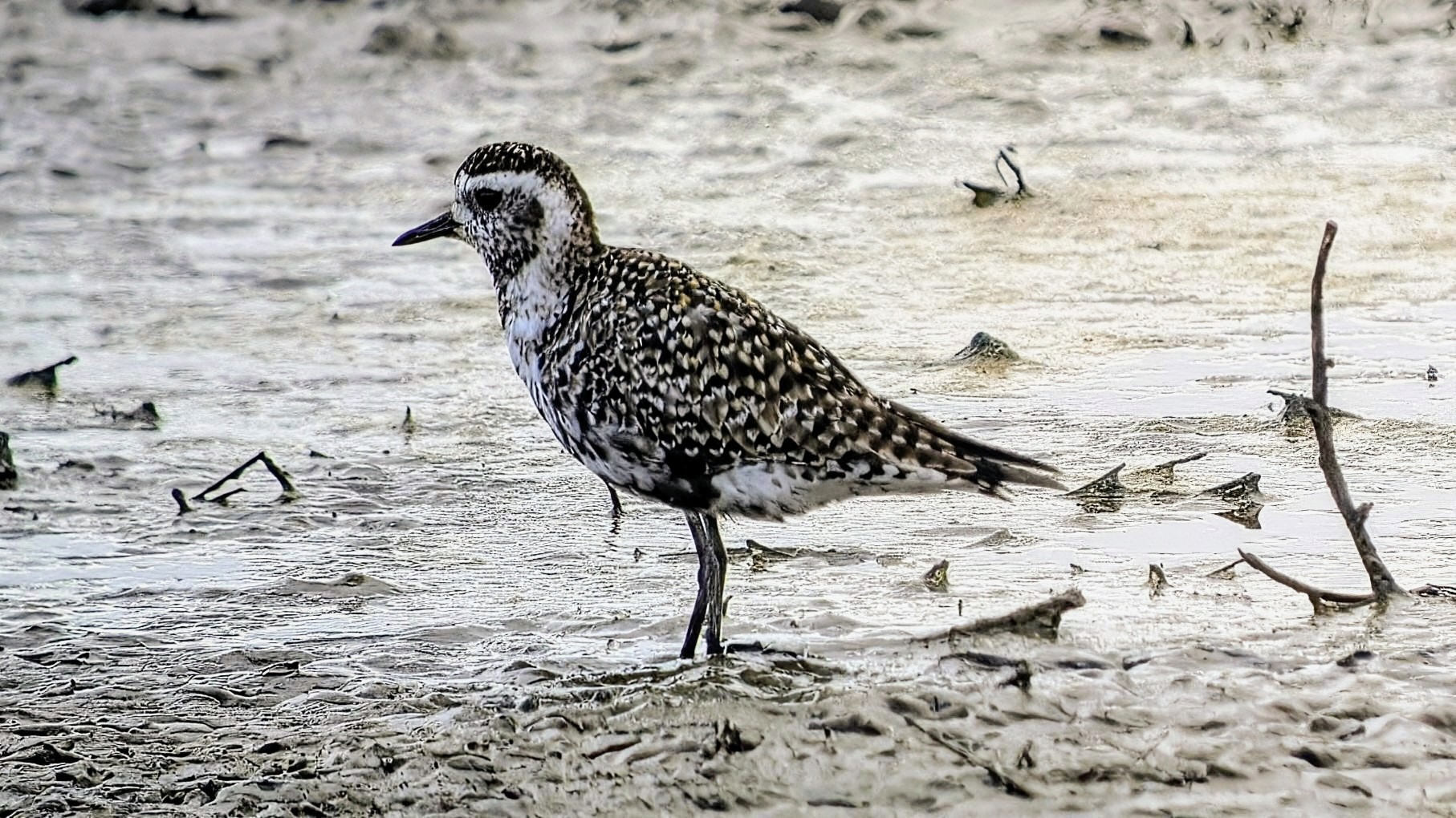 American Golden Plover
