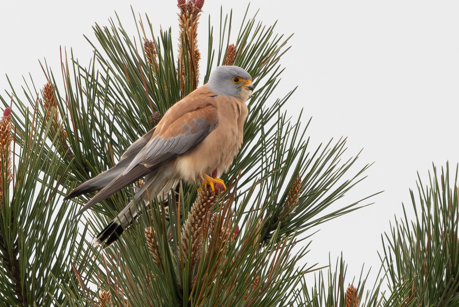 lesser kestrel