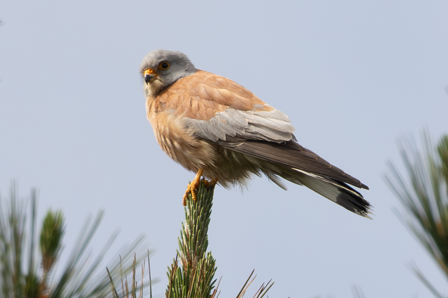 Lesser Kestrel
