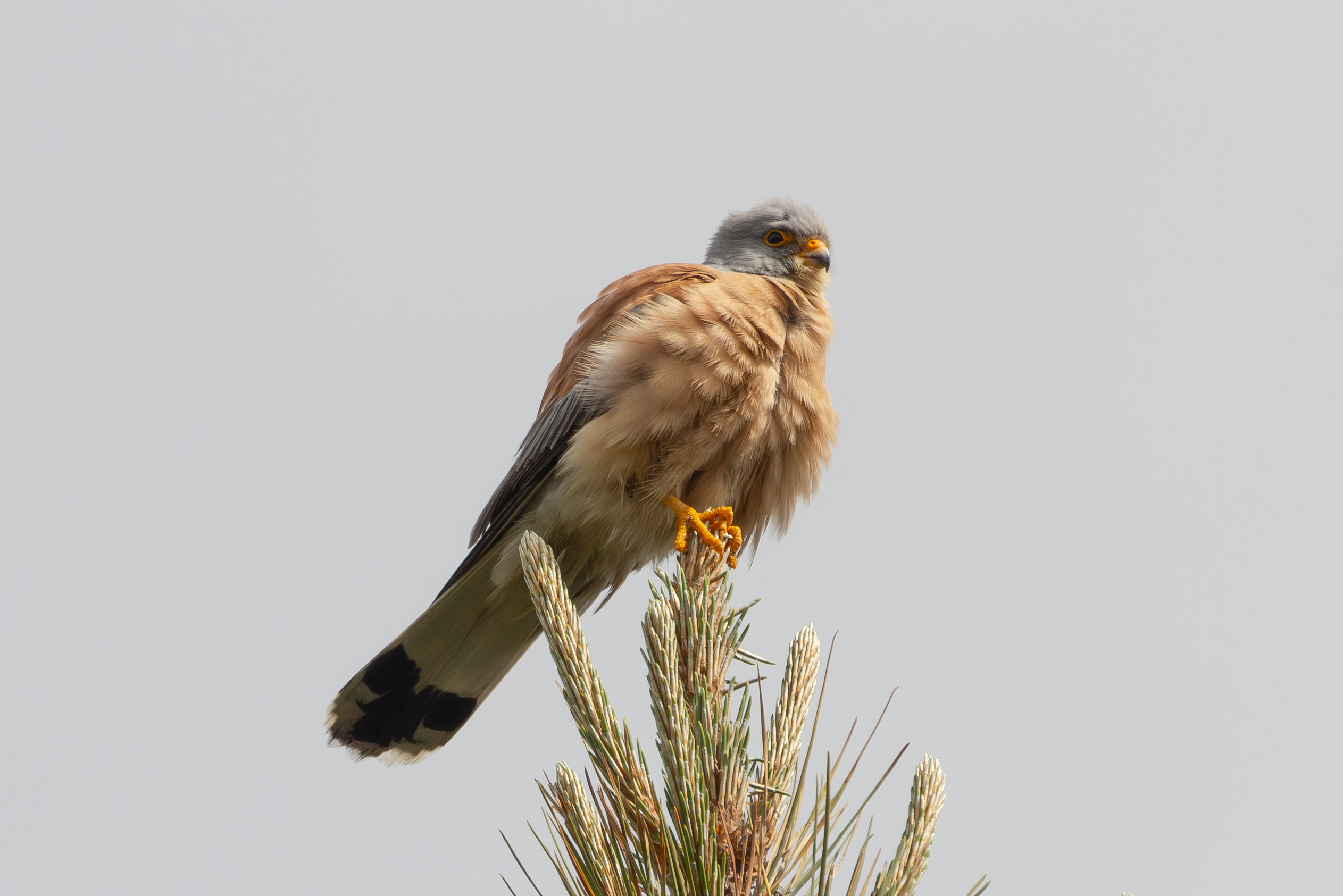 Lesser Kestrel