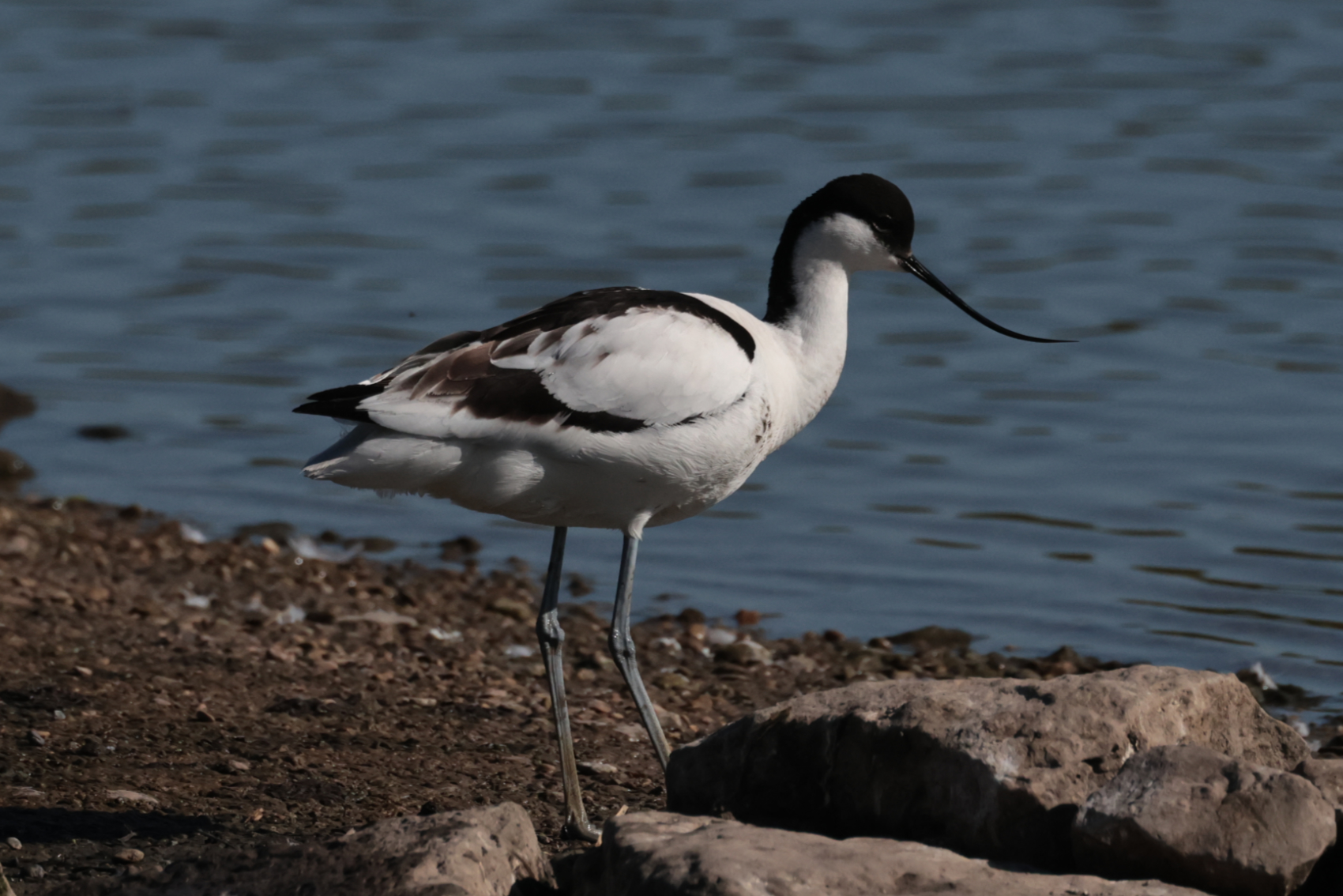 Avocet
