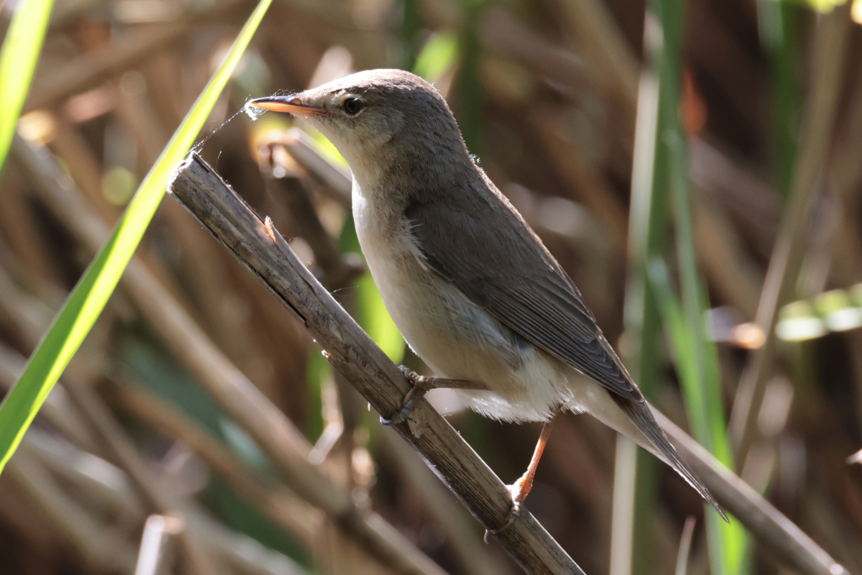 Reed Warbler