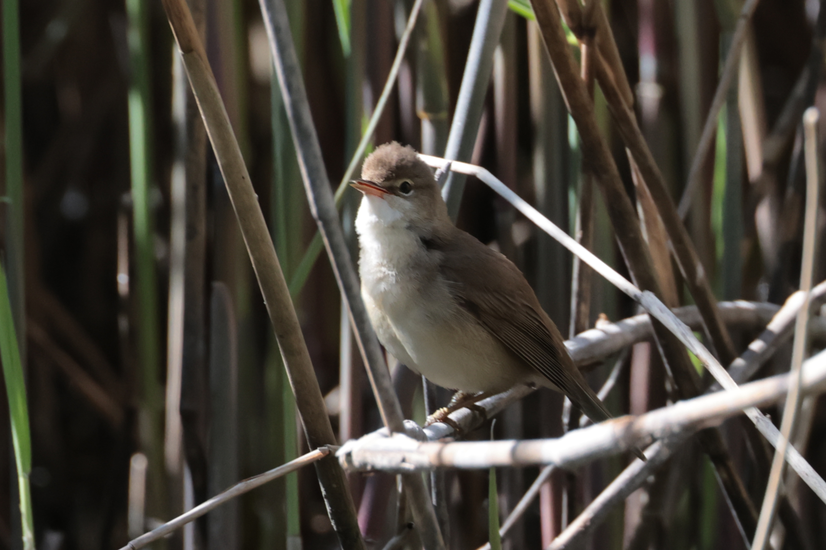 Reed Warbler