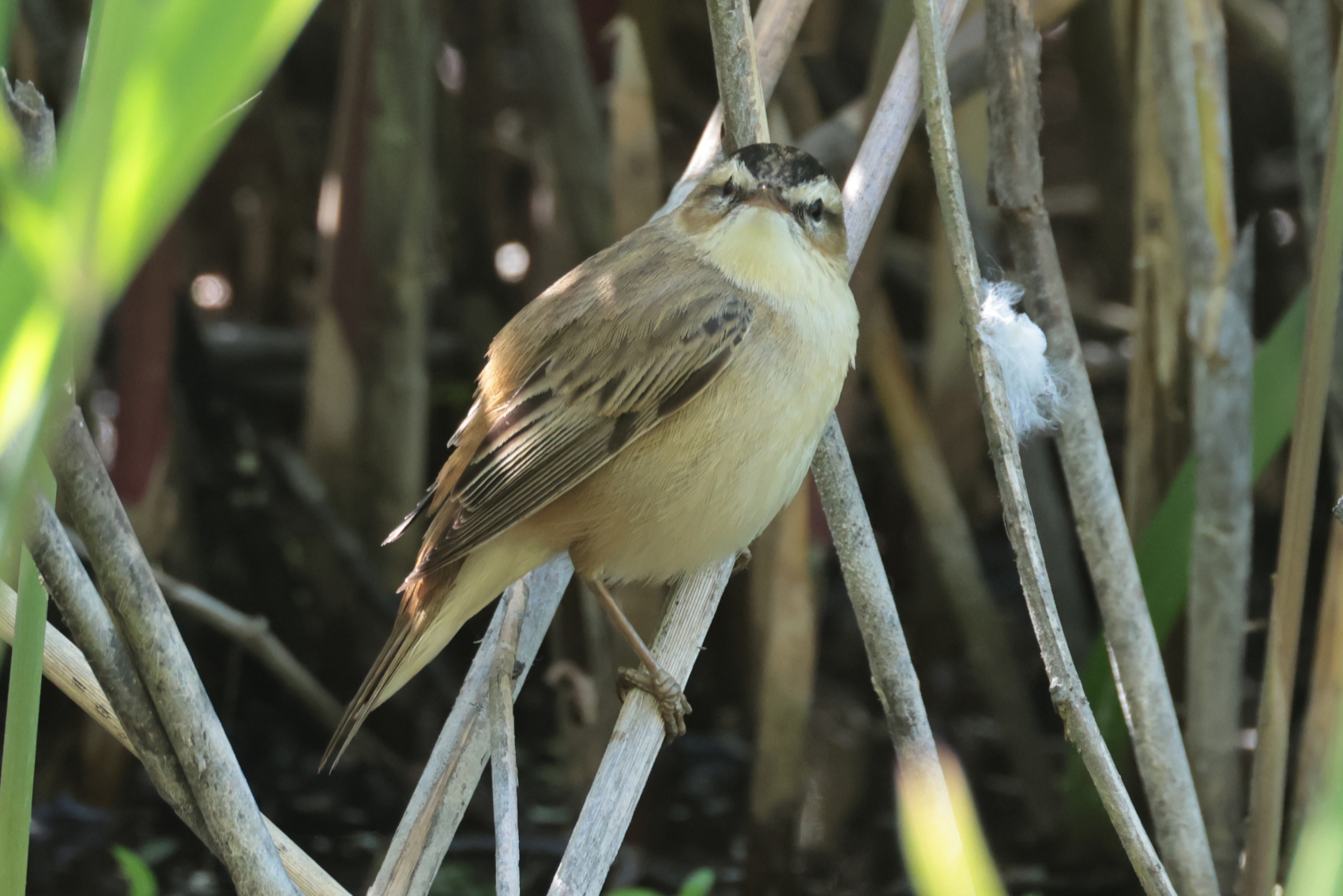 Sedge Warbler