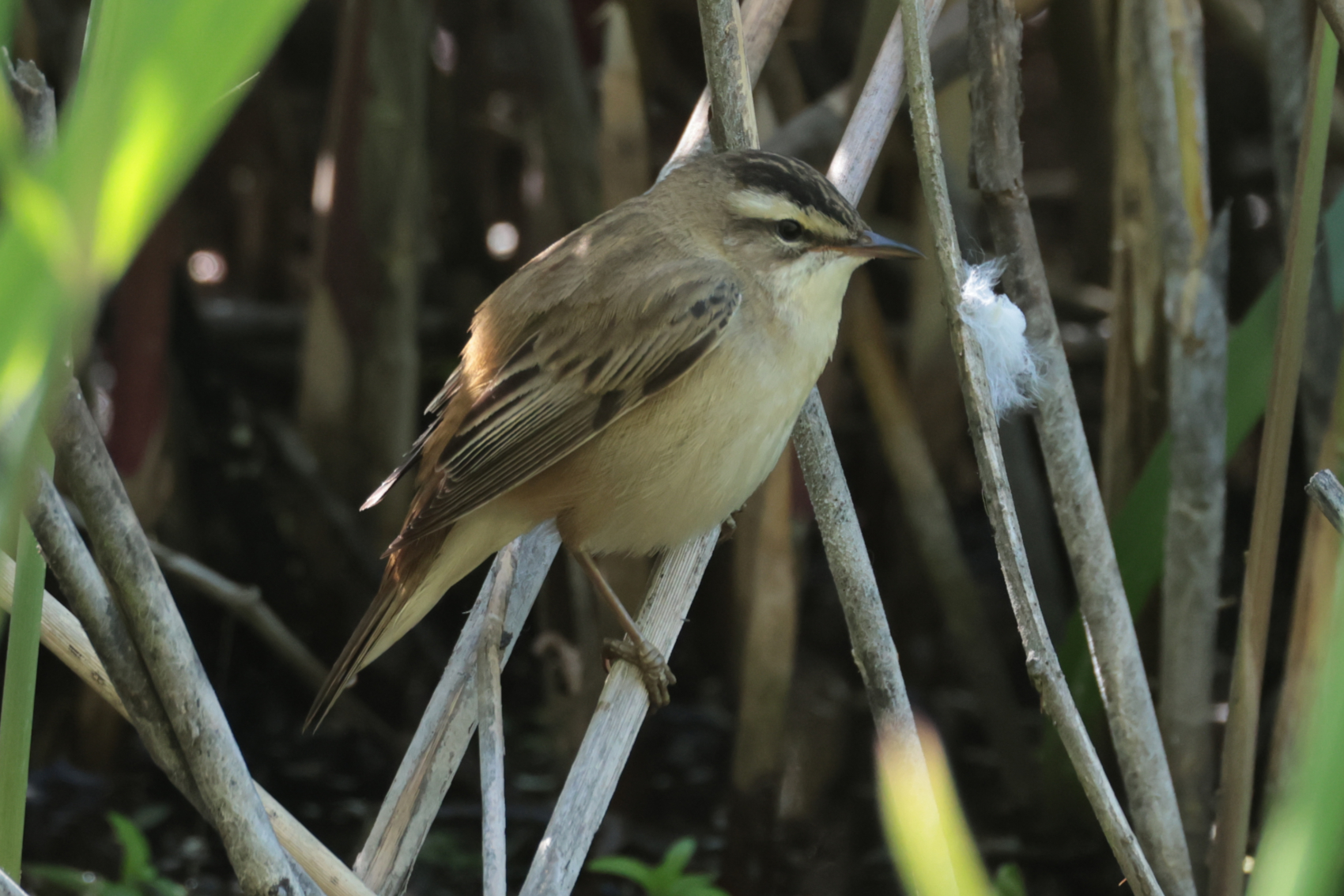 Sedge Warbler