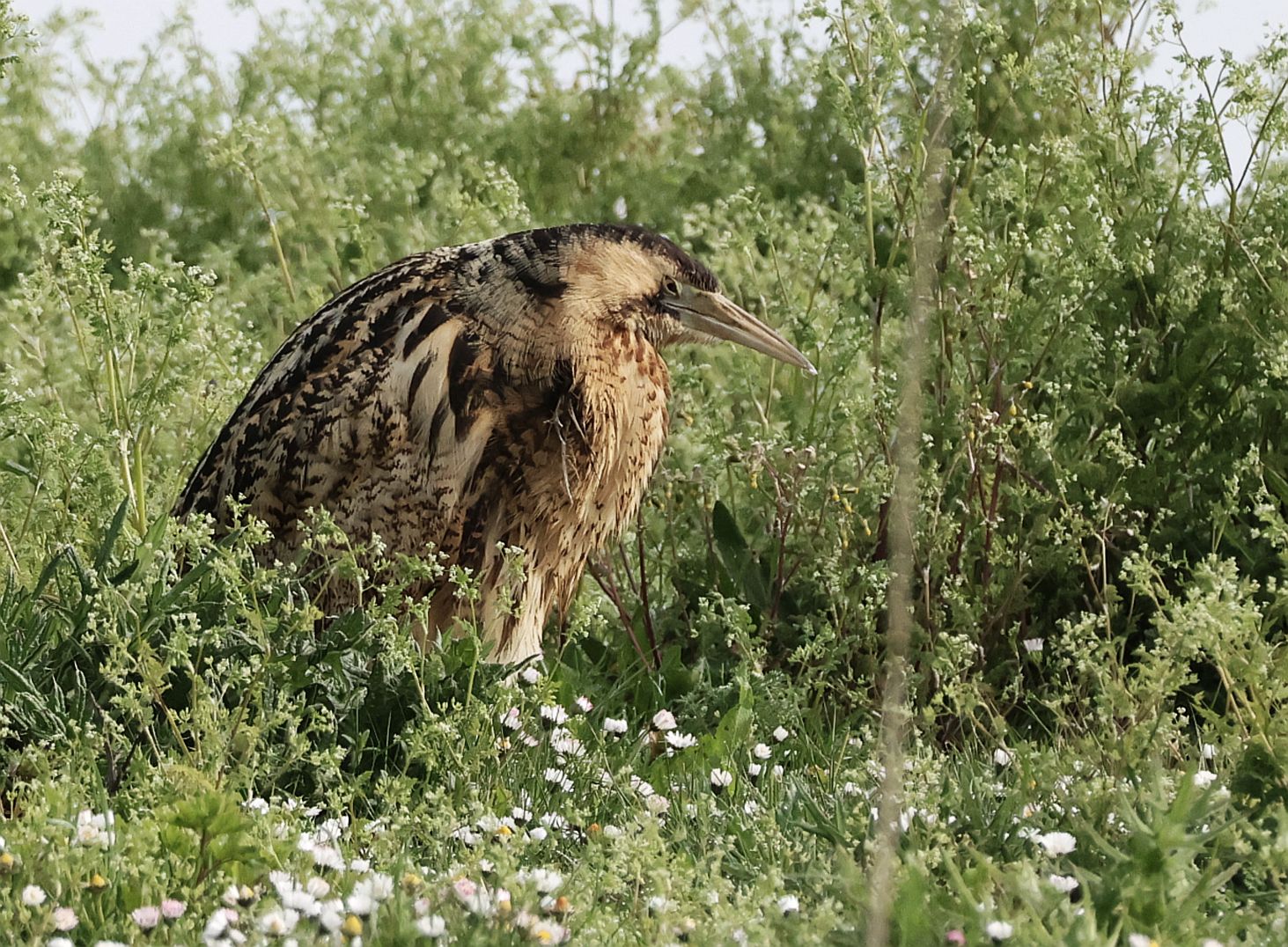 Bittern
