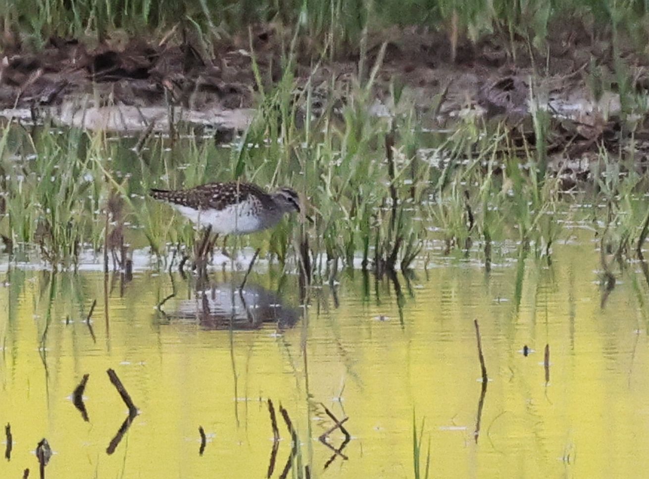 Wood Sandpiper