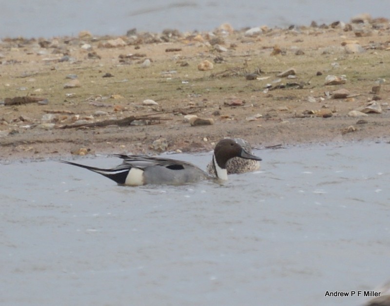 Pintail