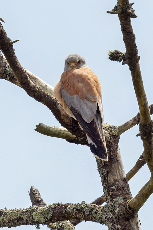 Lesser Kestrel