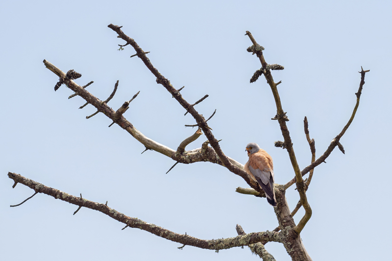 Lesser Kestrel