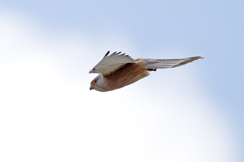 Lesser Kestrel