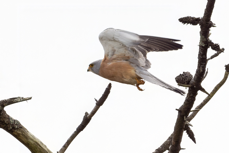 Lesser Kestrel