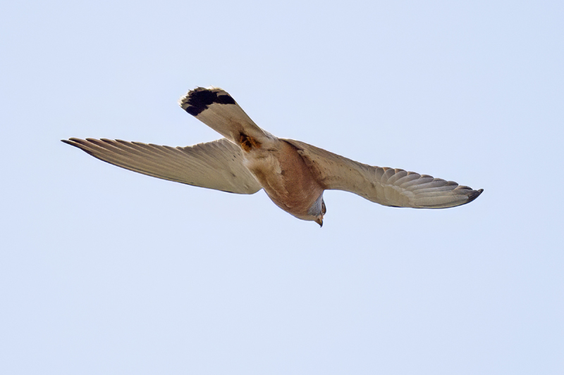 Lesser Kestrel