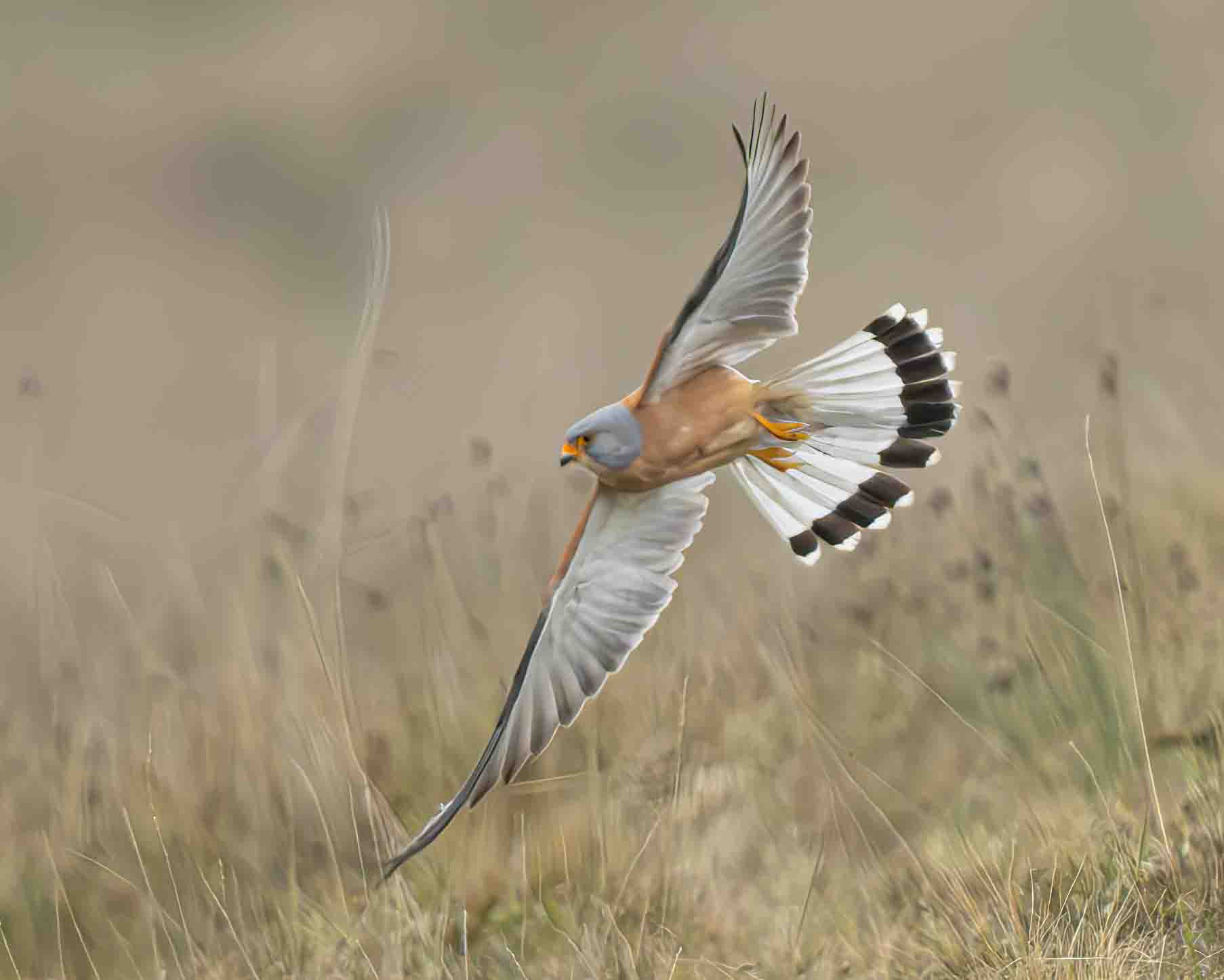 Lesser Kestrel