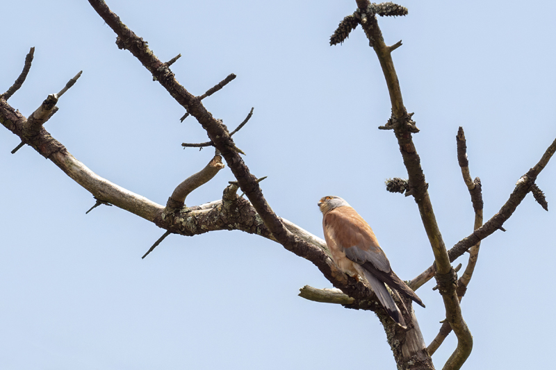 Lesser Kestrel