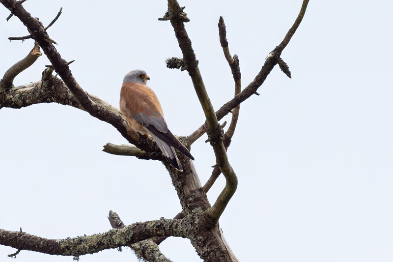 Lesser Kestrel