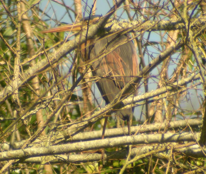 Purple Heron