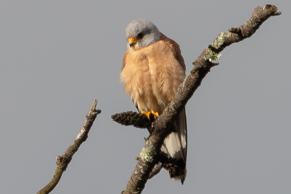 Lesser Kestrel