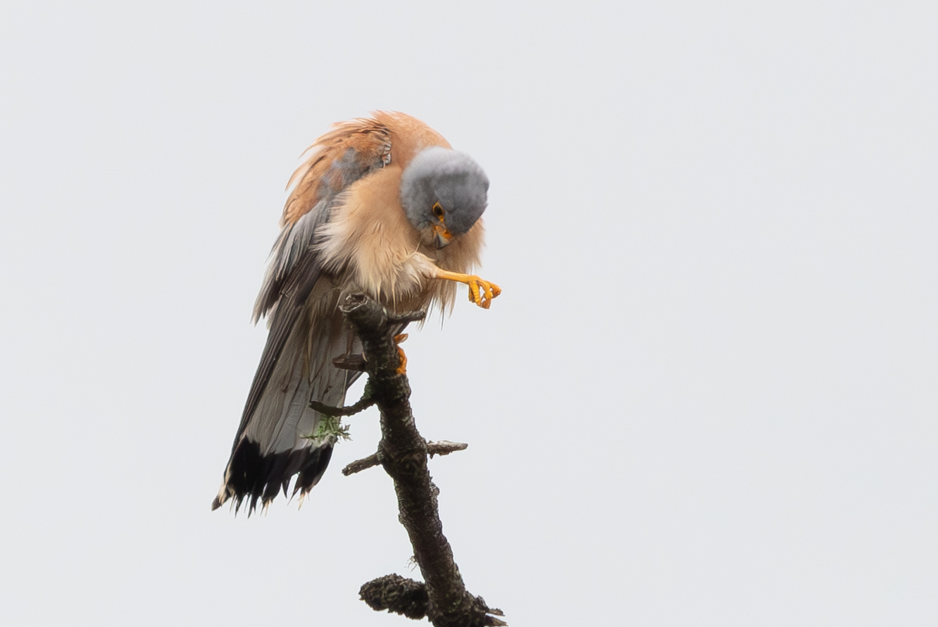 Lesser Kestrel