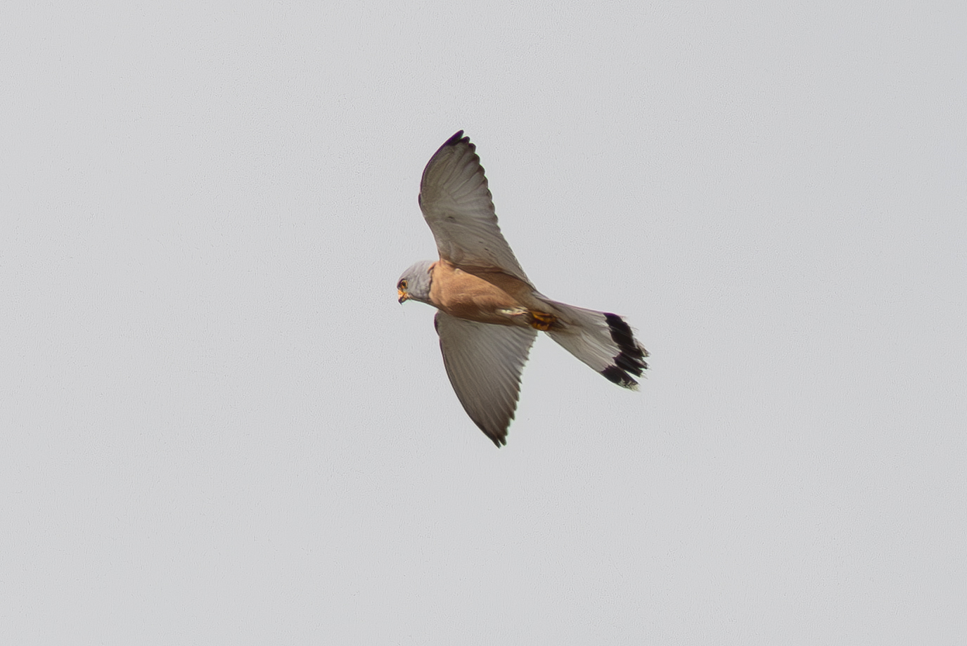 Lesser Kestrel