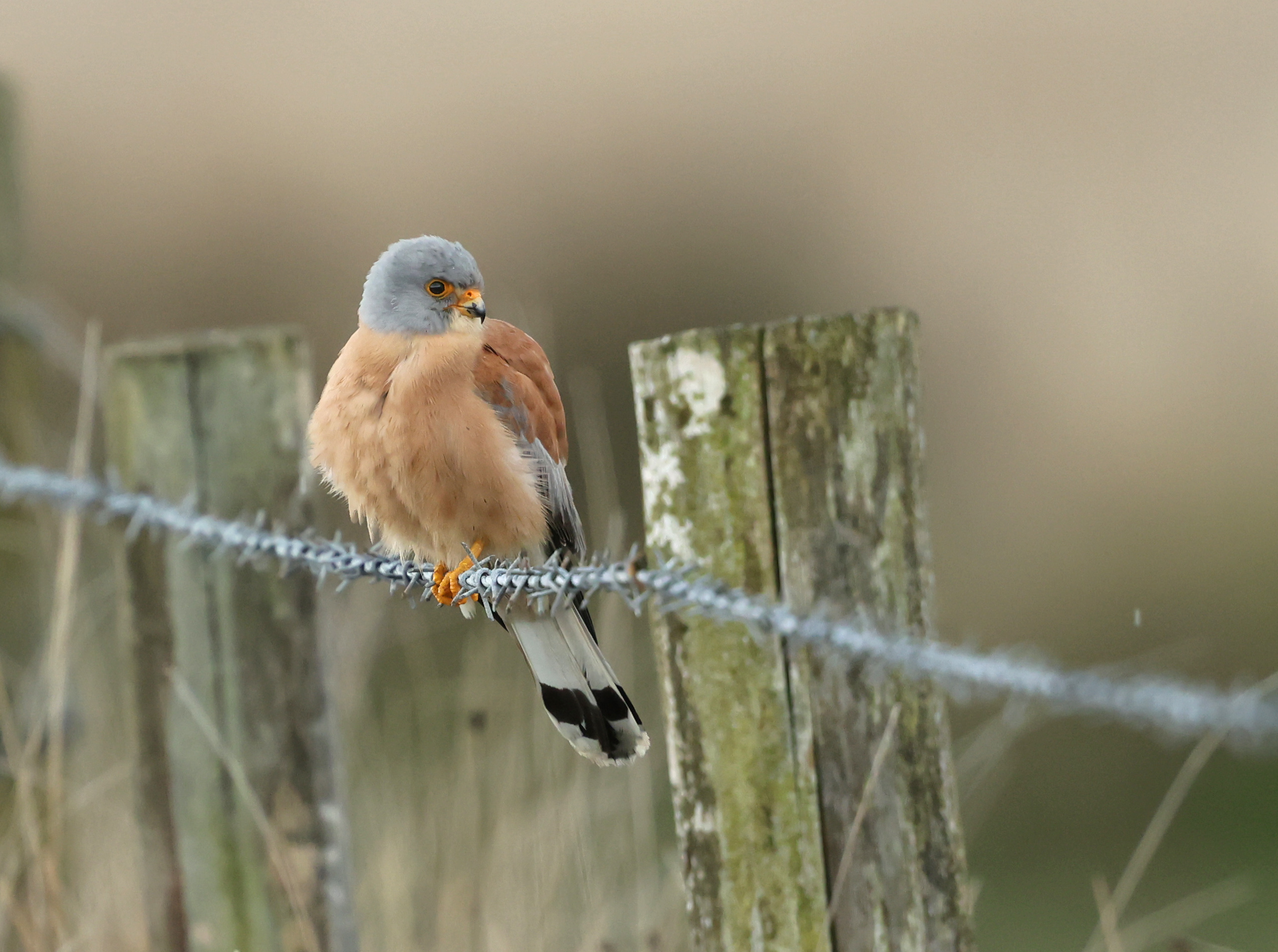 Lesser Kestrel