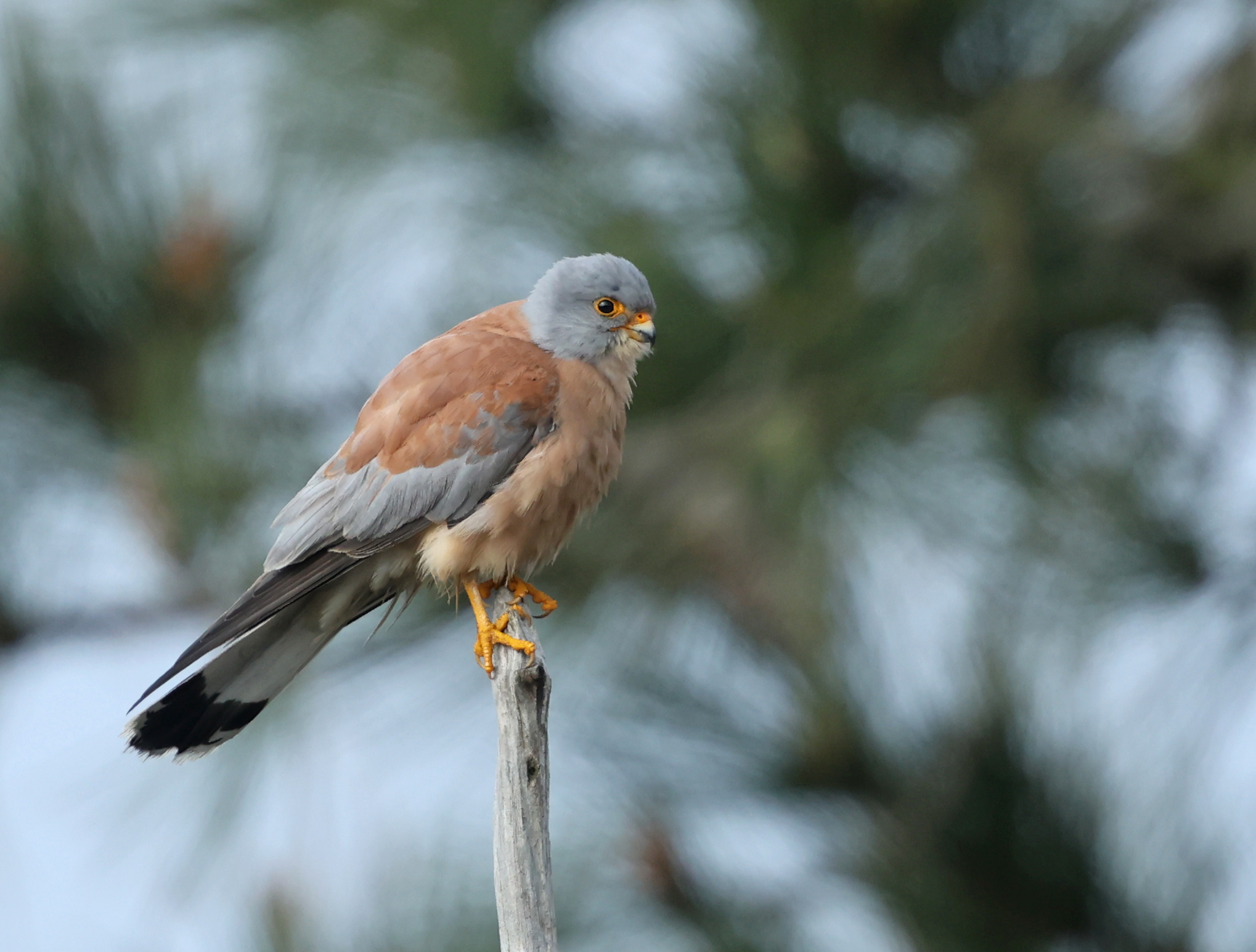 Lesser Kestrel