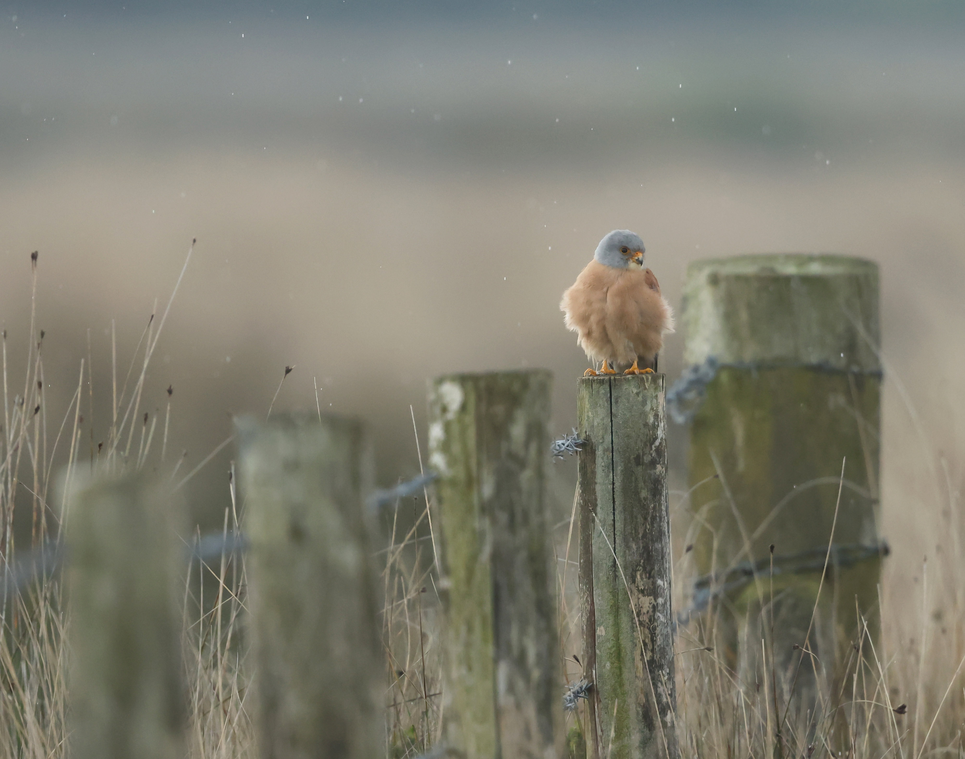 Lesser Kestrel