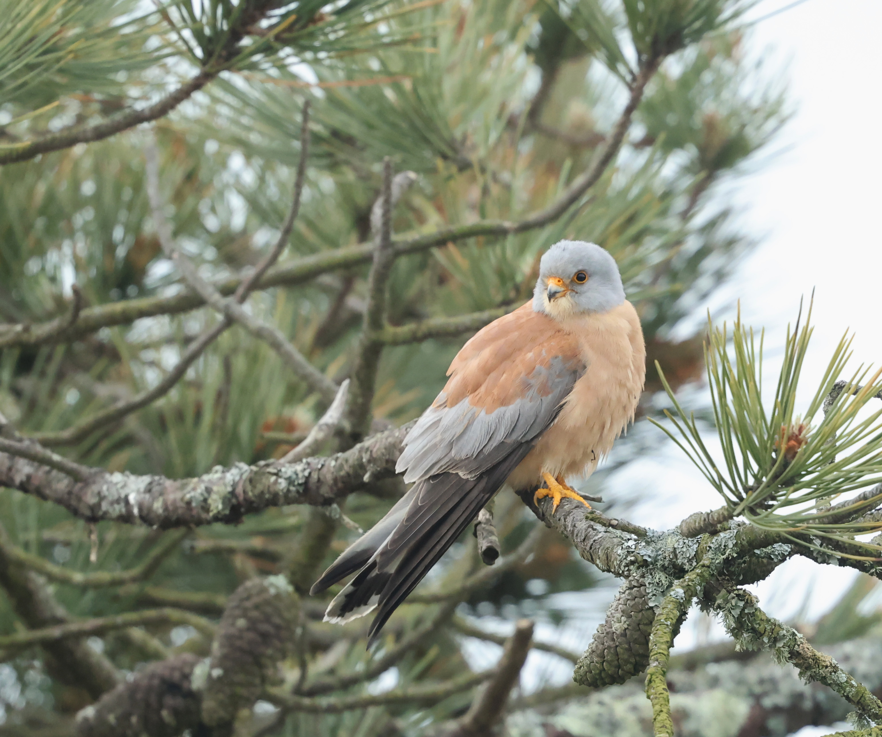 Lesser Kestrel