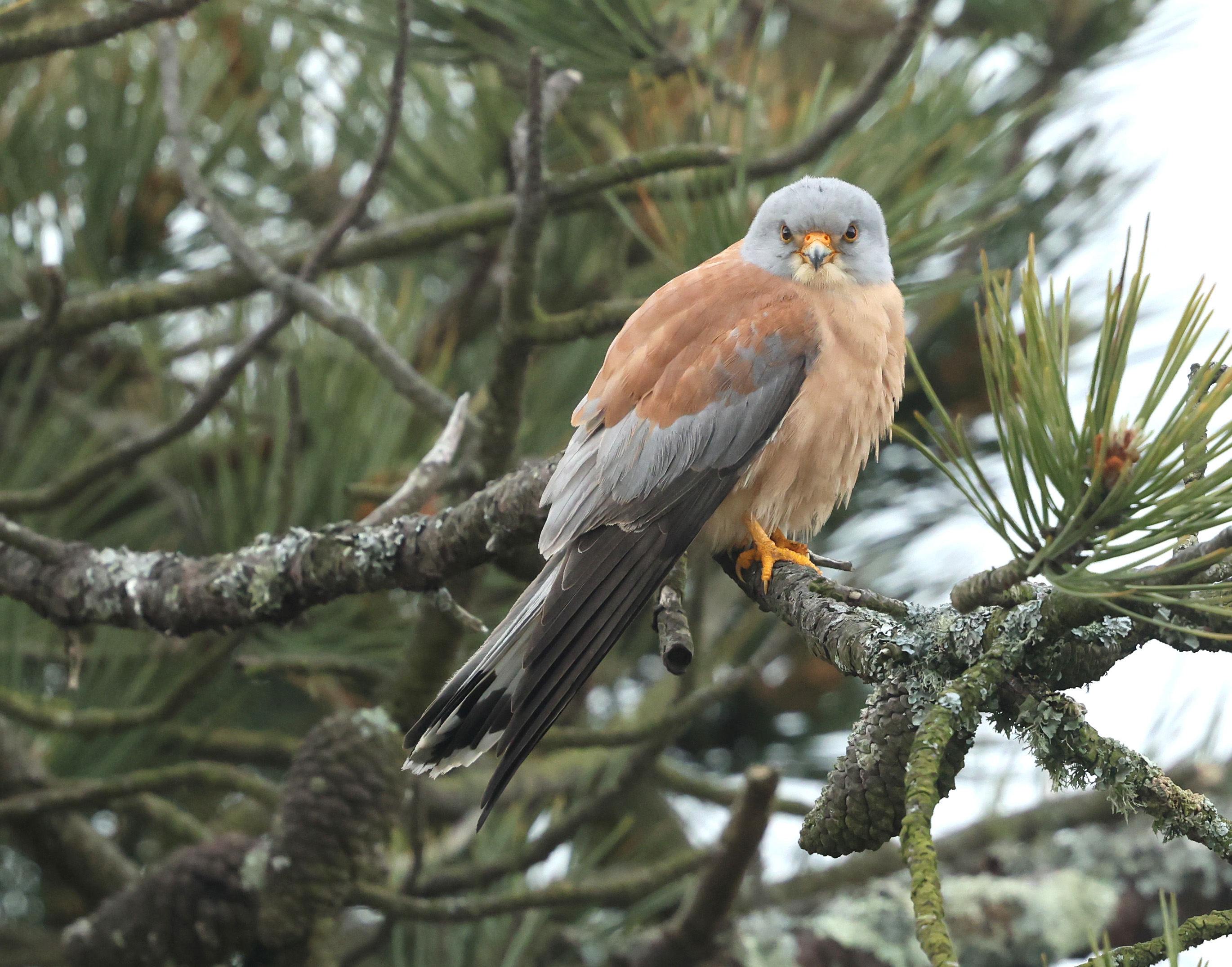 Lesser Kestrel