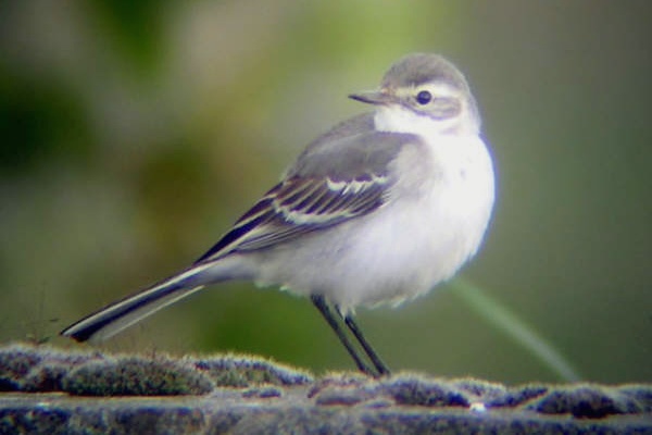 Citrine Wagtail