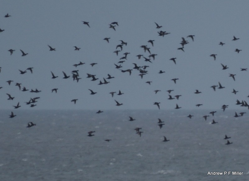 Common Scoter