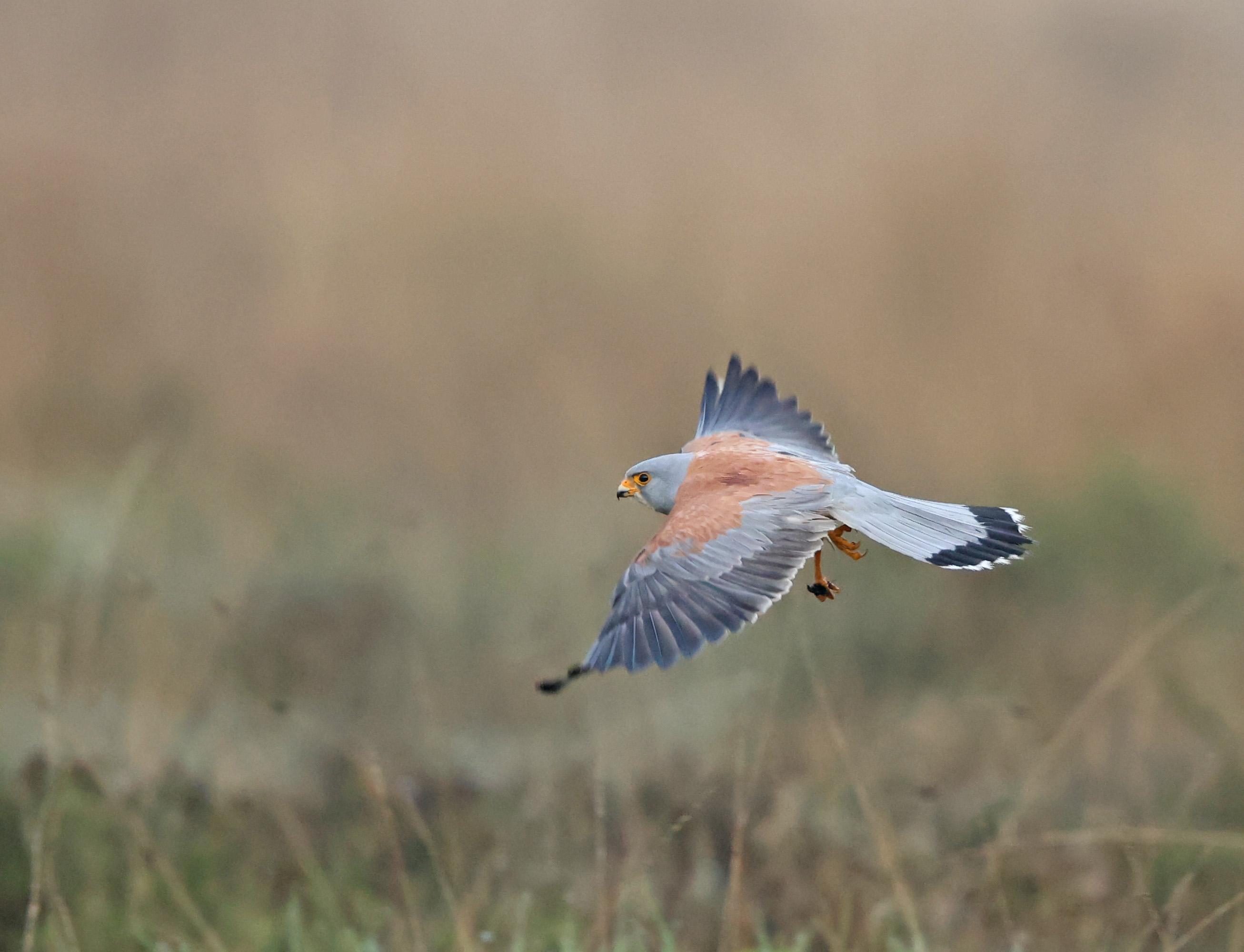Lesser Kestrel