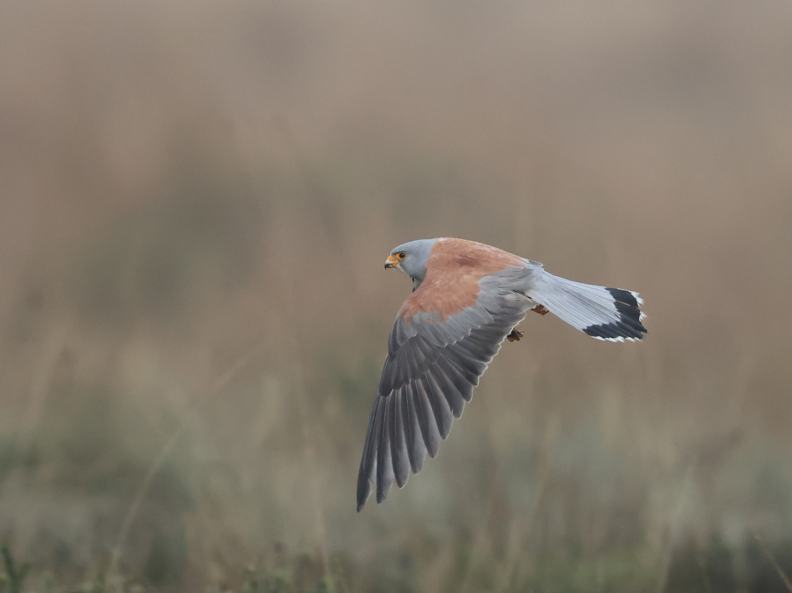 Lesser Kestrel