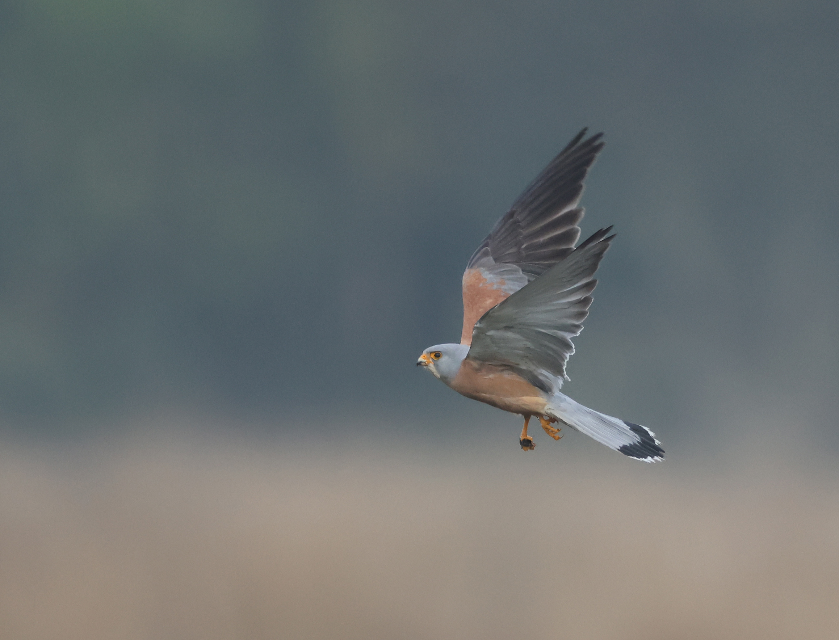 Lesser Kestrel