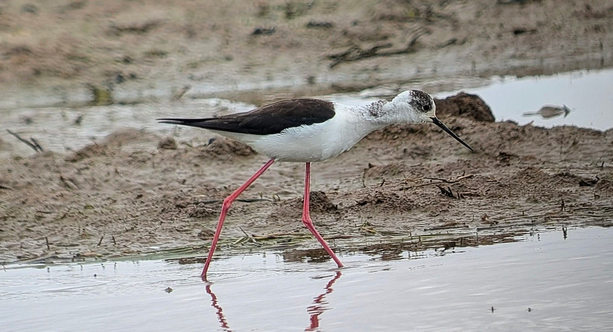 Black winged  stilt