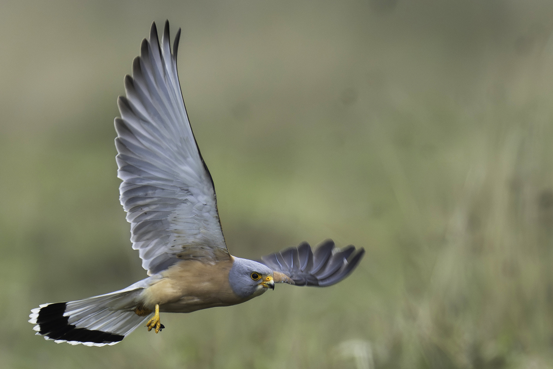 Lesser Kestrel