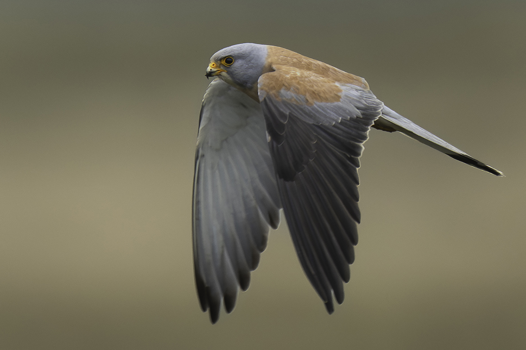Lesser Kestrel
