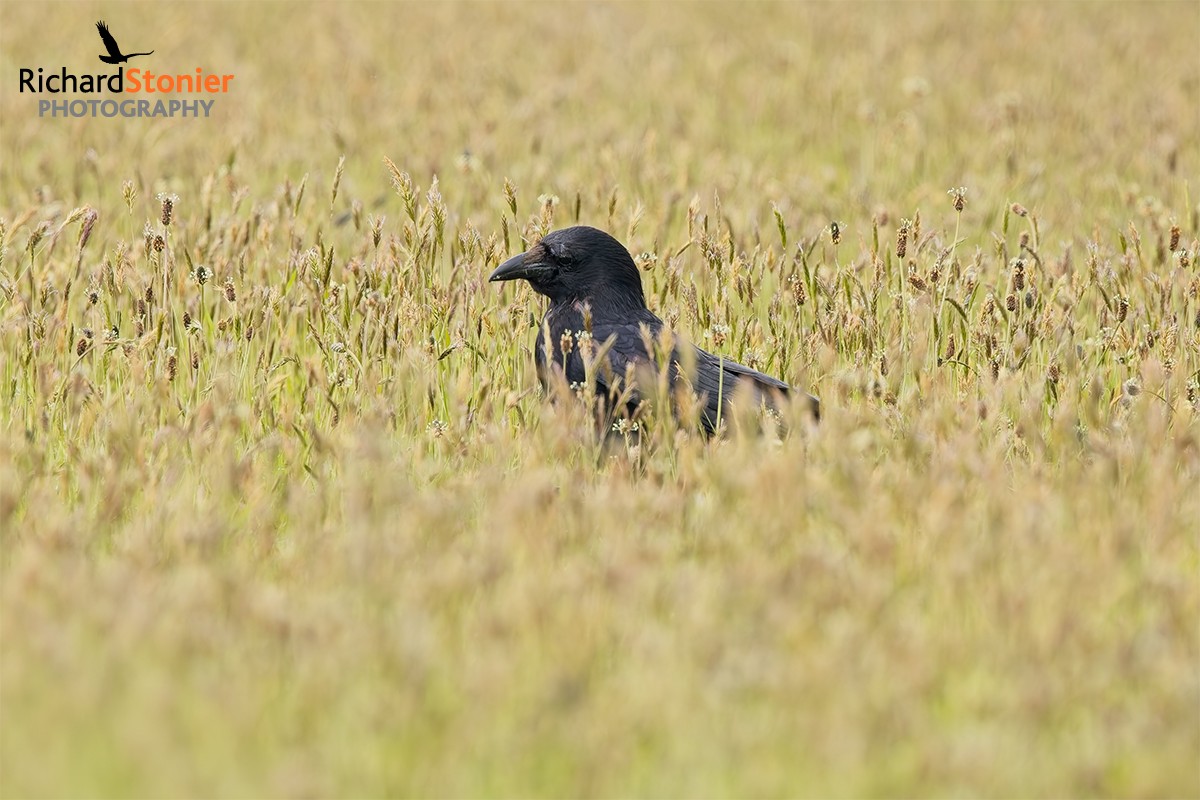 Carrion Crow