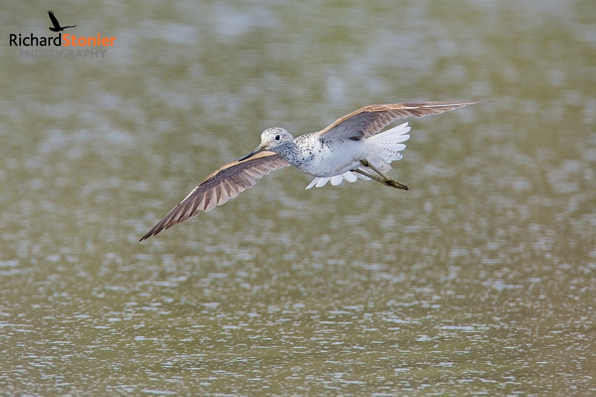 Greenshank