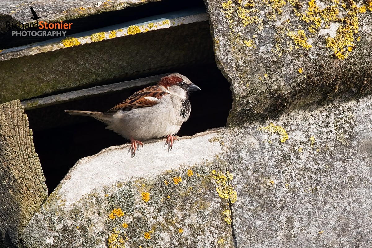 House Sparrow